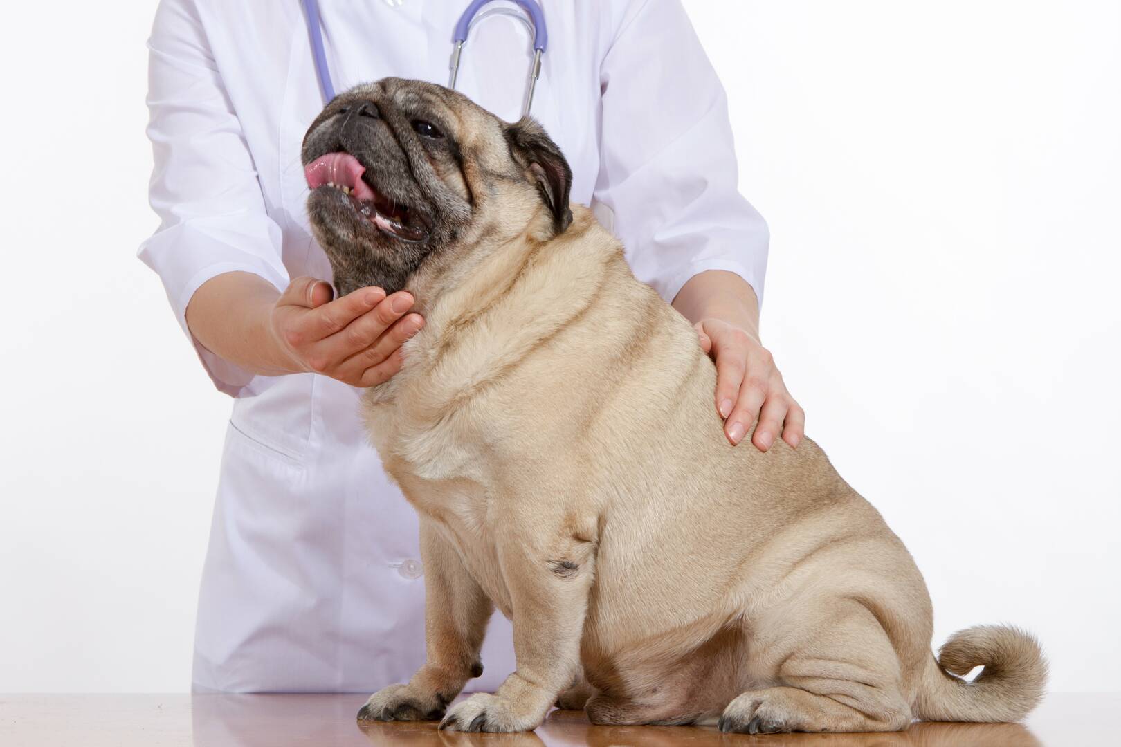 Melton Veterinary Clinic