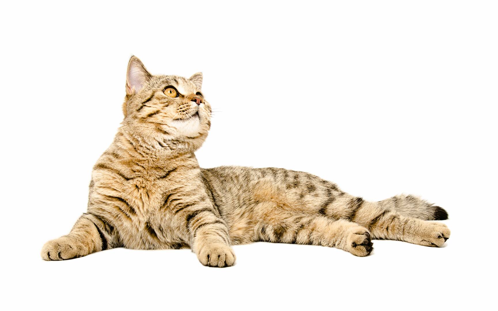 Glenvale Veterinary Clinic